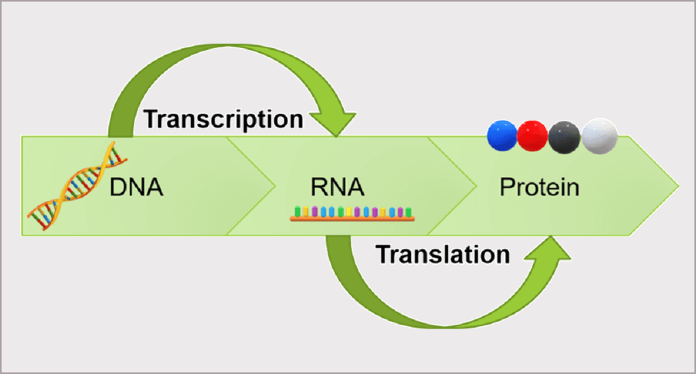 Example showing flow of information within a cell