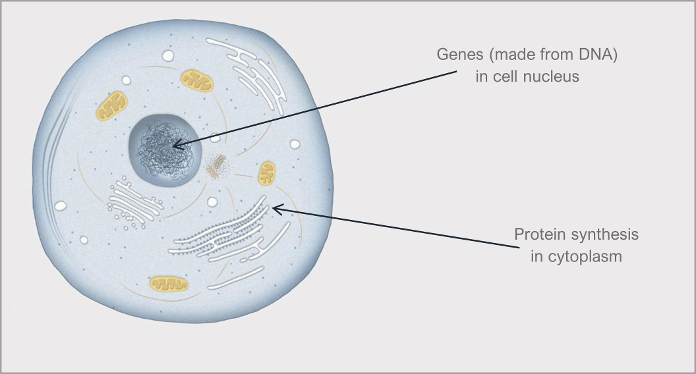 Screenshot of genes (made from DNA) in the nucleus of the cell